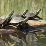 Doug Cramer - @turtlesonalog - Instagram
