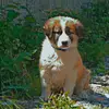 dog_cuffi - @dog_cuffi - TikTok