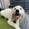 DougtheDog - @dougdates - TikTok