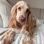 D O U G - @a_dailydoseofdoug - Instagram