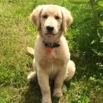 @daily_doug - Instagram