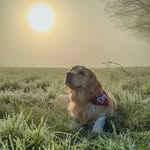 Doug | Golden Retriever - @a_daily_dose_of_doug - Instagram