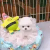 doug daily life - @dougdailylife - TikTok