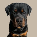 Doug - @dailydoseof.doug - Instagram