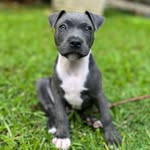Douglas the Blue Staffy - @doug_daily_ - Instagram