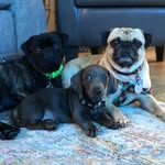 Doug Dallas Blu and Chewy🦴 - @dougdallasblu - Instagram