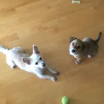 Dash & Doug 🐶 - @dash_n_doug - Instagram