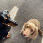 Dash + Douglas 🐶 - @dashanddouglas_dachshund - Instagram