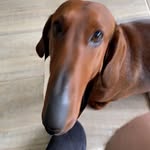 @doug.dashund - Instagram