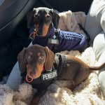 DOUG & PENELOPE - @dougandpenelopedash - Instagram