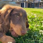 Doug Daisy Dixie Dora Dash & Friends - @doug_daisy_dixie_dora_friends - Instagram