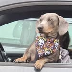 Doug - @doug_the_dashund - Instagram