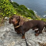 Dougie - @dougiesdashcam - Instagram