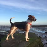 Dougie-The Parsons Terrier - @dashing_doug_parsons_terrier - Instagram