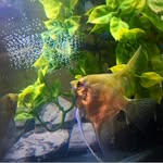 Doug & David - @double_d_aquatics - Instagram