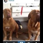Amorock And Sheeba - @doug_de_bordeux - Instagram
