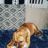 bella_thedougedebordo - @bella_thedougedebordo - TikTok