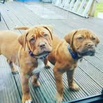 Dogue de Bordeaux - @doug_de_bordeaux - Instagram