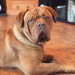 Doug - @doug.debordeaux - Instagram
