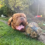 Doug - @doug_de_bordeaux_2017 - Instagram