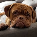 Doug - @doug_the_debordeaux - Instagram