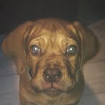 Doug🐾 - @dougdebordeaux - Instagram