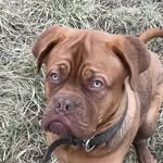 @dougdebordeaux_cozmo - Instagram