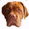 Winnie 🐶 - @winnie_the_dougedebordex - TikTok