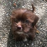 Neil deGrasse Dogson - @neil_degrasse_dogson - Instagram