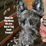 MacDougal Delaney - @macdougaldelaneythescottie - Instagram