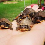 Doug Dickerson - @doug_exotic_turtle_king - Instagram