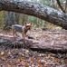 Doug Dickey - Facebook