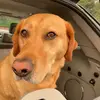 Doug Dixon - @dbcooperdog - TikTok