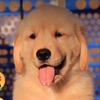 Dog dog - @ilikehelpdog - TikTok