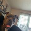 Dog dog - @dogtreatios - TikTok
