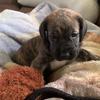 Doug Dog - @thisdogdoug - TikTok