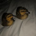 Doug And Donald - @just_duckingaround - Instagram