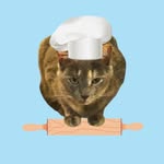 My Cat Kneads Dough - @mycatkneadsdough - Instagram