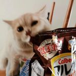 dougelam - @qq280290480 - Instagram