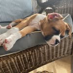 Raising Remi - @doug.engle - Instagram