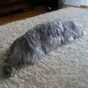 douglasfoote - @douglas.foote5 - TikTok
