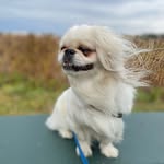Doug Funny - @doug_funny_the_dog - Instagram