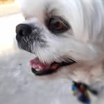 Doug Funny - @_doug_funny - Instagram