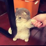 Doug FunnY - @dougfunny125 - Instagram