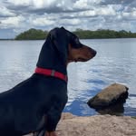 Doug Funny - @dougfunny - Instagram