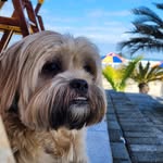 Doug Funny - @dougfunnylee - Instagram