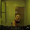 Doug funny - @dougfunnyxx - TikTok