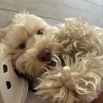 Douggee - @douggee_ - Instagram