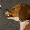 Doggler - @finitejest - TikTok