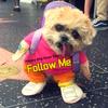 Dog lover - @blazingvideos - TikTok